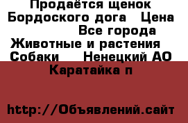 Продаётся щенок Бордоского дога › Цена ­ 37 000 - Все города Животные и растения » Собаки   . Ненецкий АО,Каратайка п.